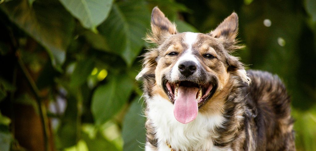 Welche Gartenmöbel passen am besten zu einem Haushalt mit Tieren?