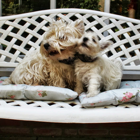 Jasmine-bench-SS_dogs_dog_3star_001_95be0e7d-ec8b-4121-9b8a-568b7c7dda7d.jpg